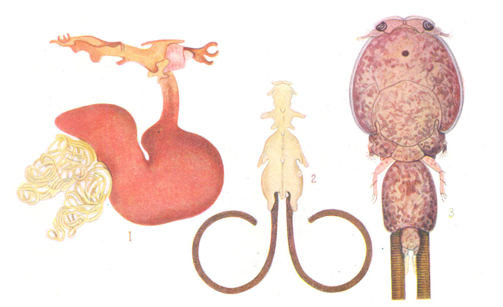 CRUSTACEANS. Copepod Fish Parasites; Lernaea lusci; Chondracanthus lophii 1936